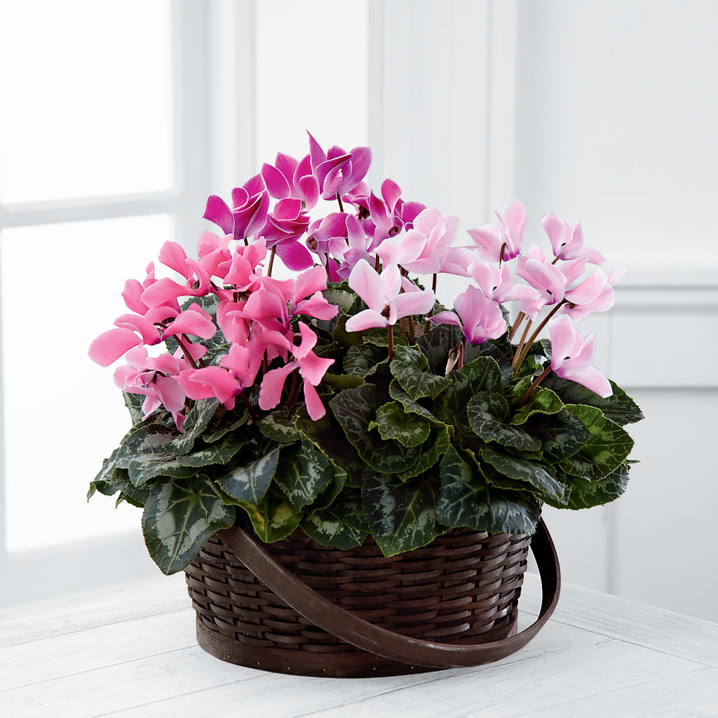 Mixed Cyclamen Planter – More Than Flowers, Jackson MS
