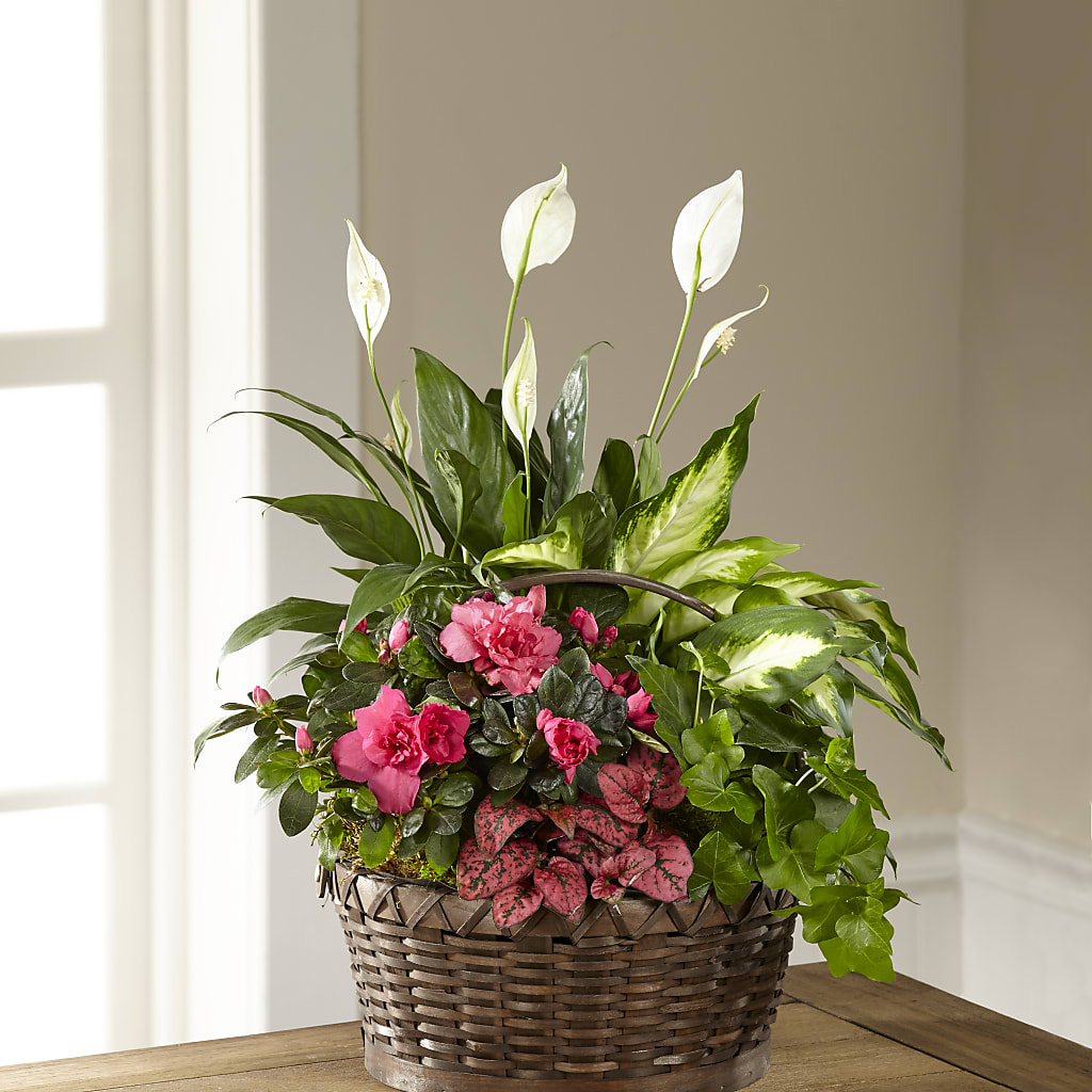 Dream in Pink Dishgarden – More Than Flowers, Jackson MS