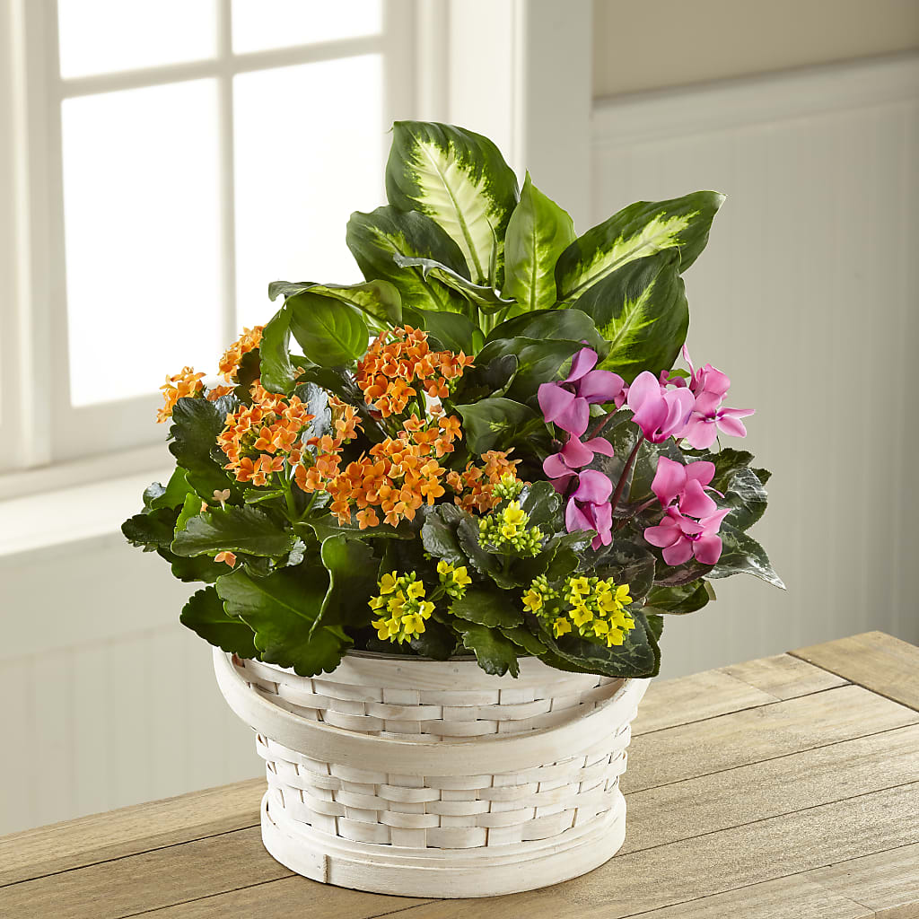 Color Crush Dishgarden – More Than Flowers, Jackson MS