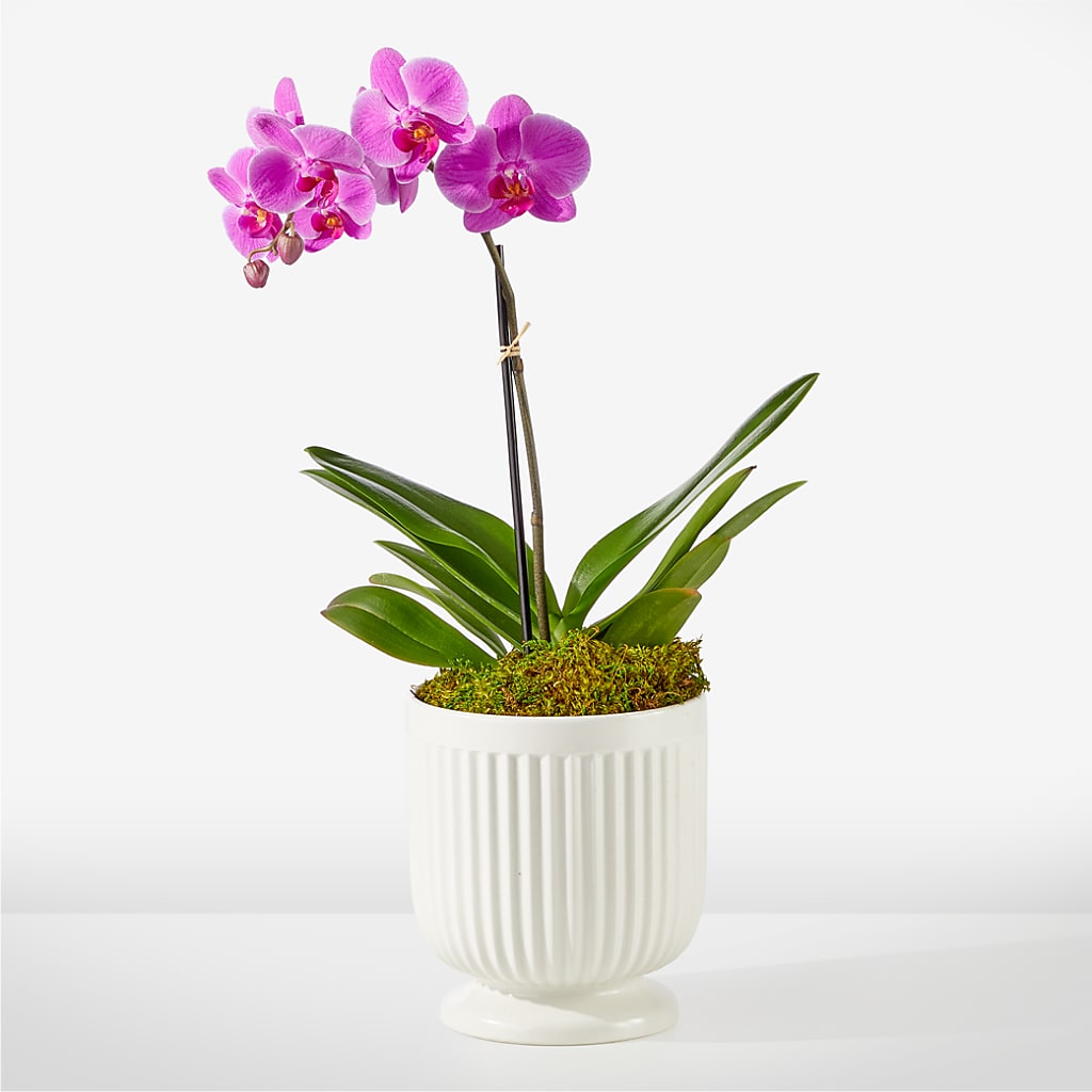 Friendly Fuchsia Orchid – More Than Flowers, Jackson MS