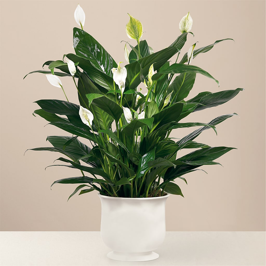Comfort Planter – More Than Flowers, Jackson MS