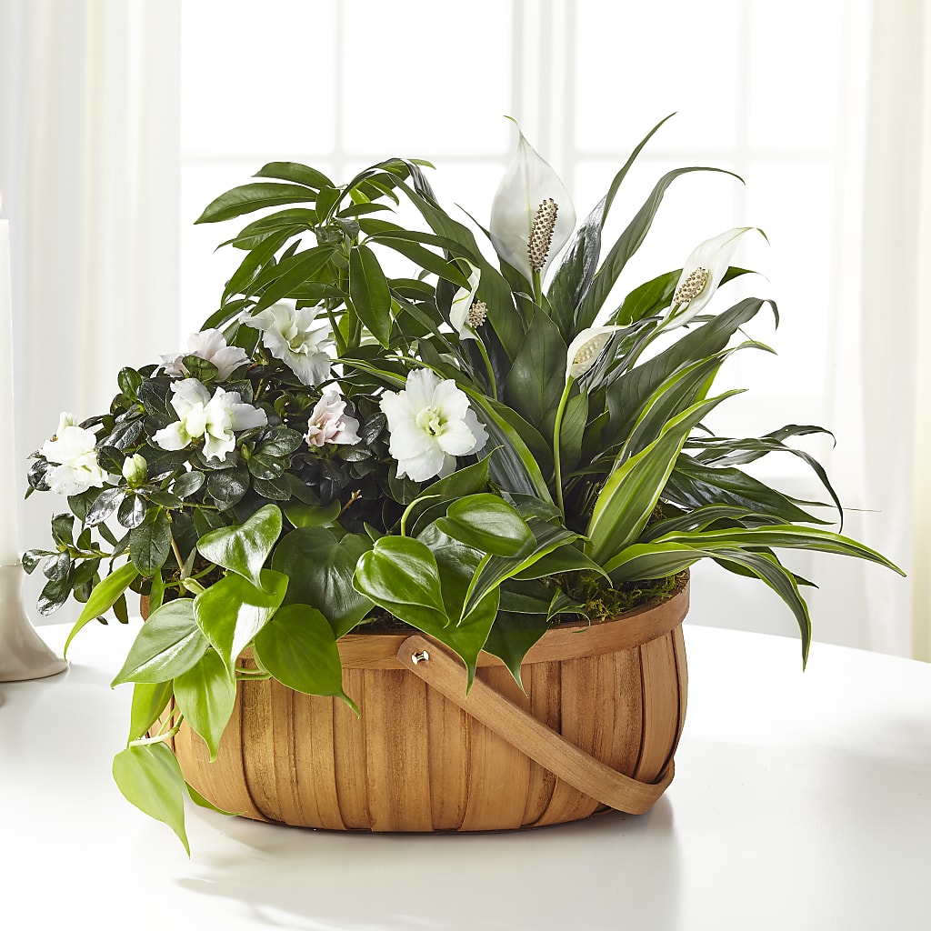 Serene Dishgarden – More Than Flowers, Jackson MS