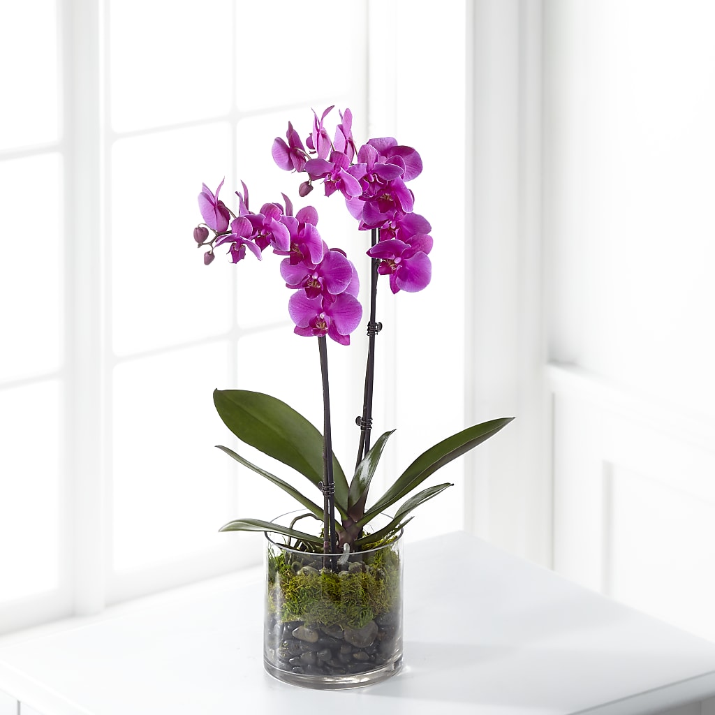 Pink Orchid Plant – More Than Flowers, Jackson MS