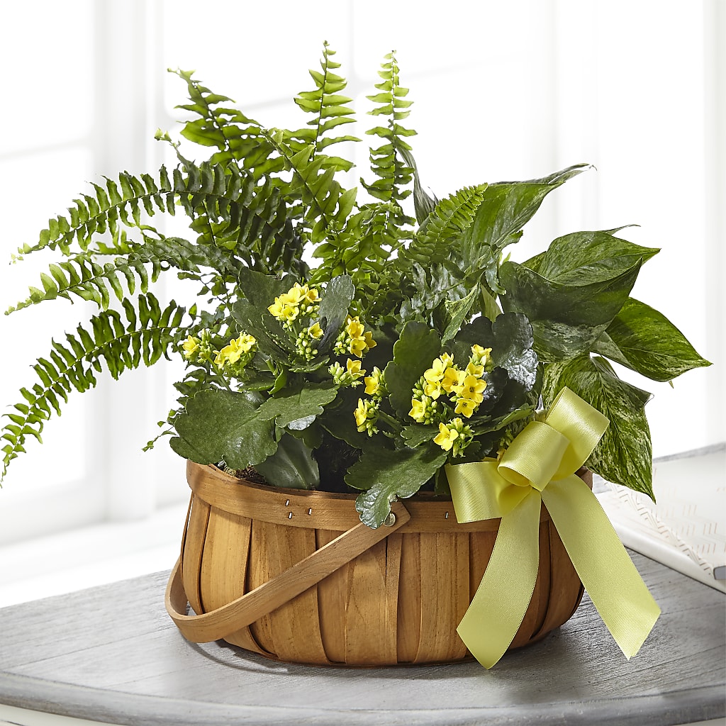 Always Dear Dishgarden – More Than Flowers, Jackson MS