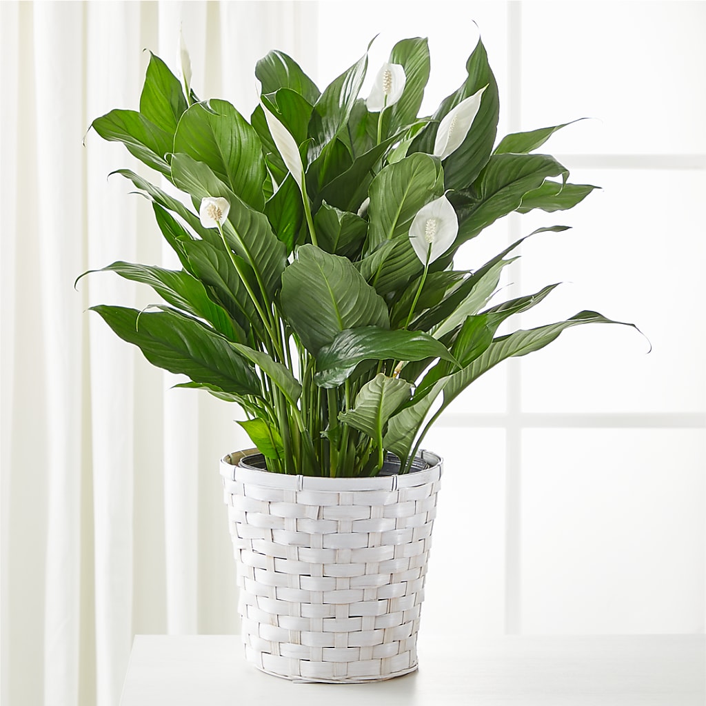 peace lily more flowers A New Leaf Peace Lily