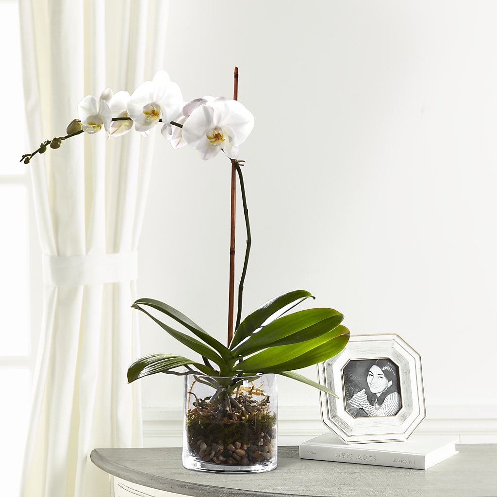 White Orchid Planter – More Than Flowers, Jackson MS