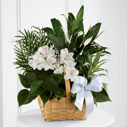 Peace & Serenity Dishgarden –  More Than Flowers, Jackson MS
