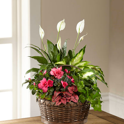 Dream in Pink Dishgarden –  More Than Flowers, Jackson MS
