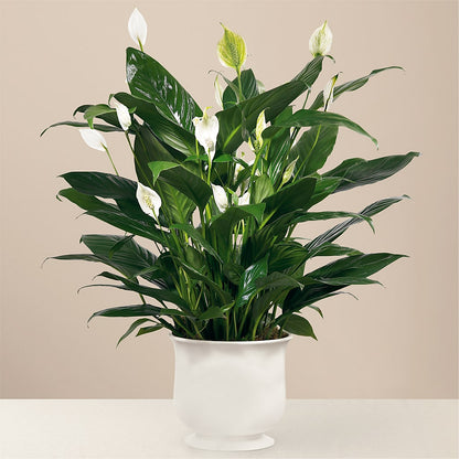 Comfort Planter –  More Than Flowers, Jackson MS