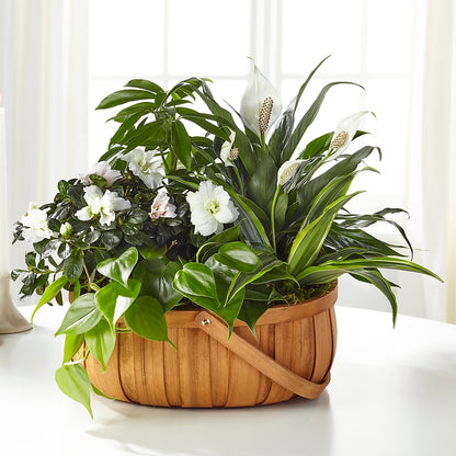 Serene Dishgarden –  More Than Flowers, Jackson MS