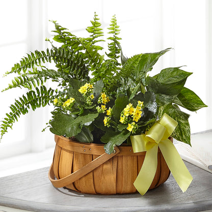 Always Dear Dishgarden –  More Than Flowers, Jackson MS
