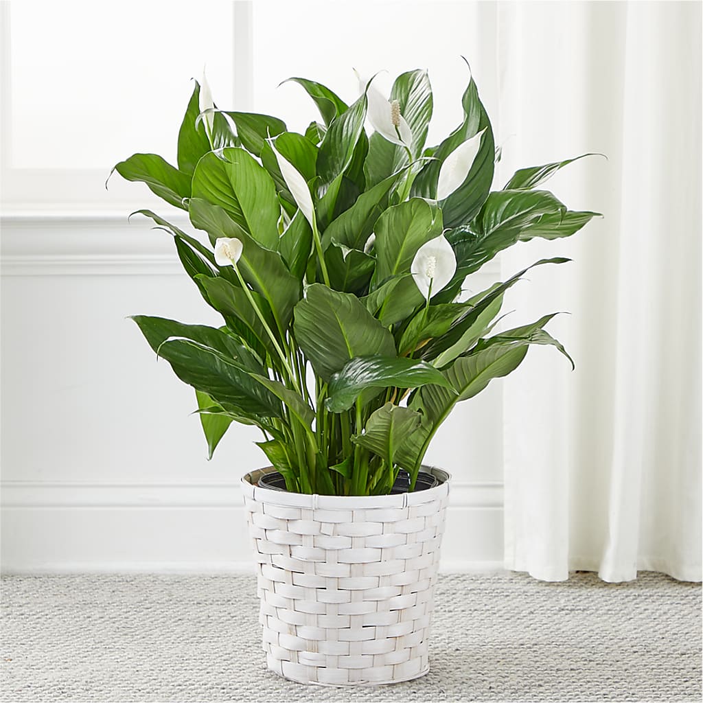 A New Leaf Peace Lily –  More Than Flowers, Jackson MS