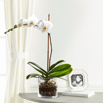 White Orchid Planter –  More Than Flowers, Jackson MS
